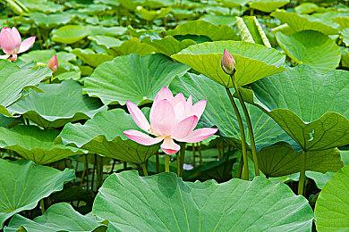 网传《GTA6》有其它国家和城市可供探索 内容丰富